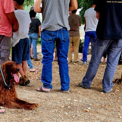 ג'ני, כלבה חומה־אדמדמה ארוכת פרווה, רובצת ברצועה על הקרקע בין רגליהם של אנשים העומדים בטקס לוויה